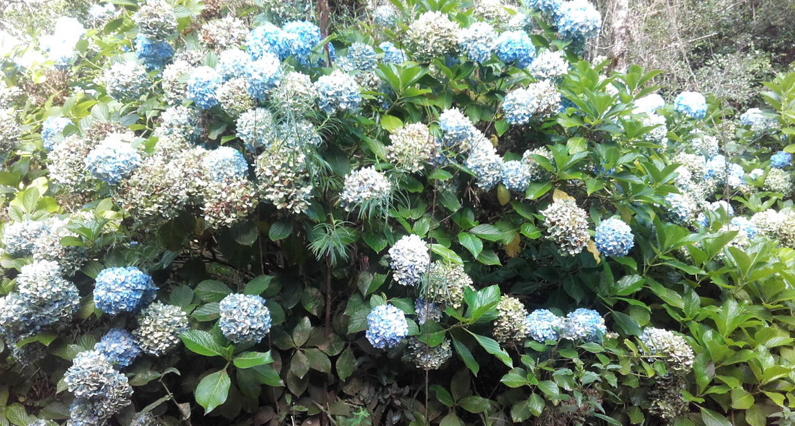 Areal monitoring to detect and eliminate invasive plant species ...